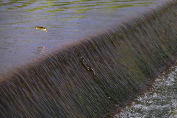 大美永定·韦德官方网站成为动植物新乐园