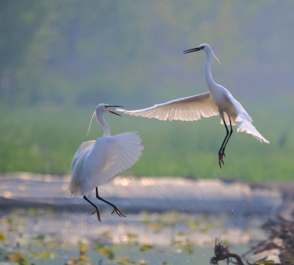 大美永定·韦德官方网站成为动植物新乐园