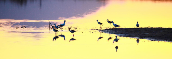 大美永定·韦德官方网站成为动植物新乐园