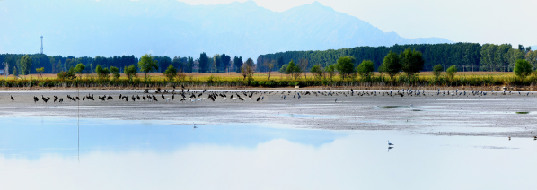 大美永定·韦德官方网站成为动植物新乐园