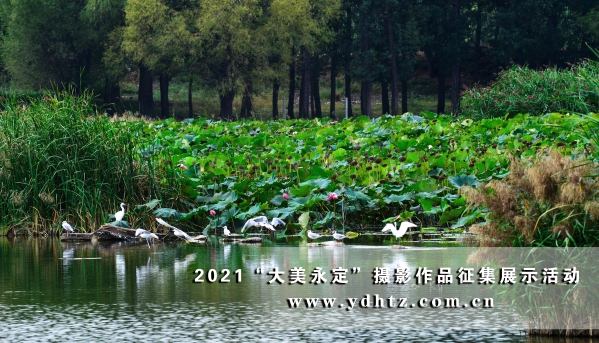 【大美永定】官厅水库国度湿地公园成生态文旅热土