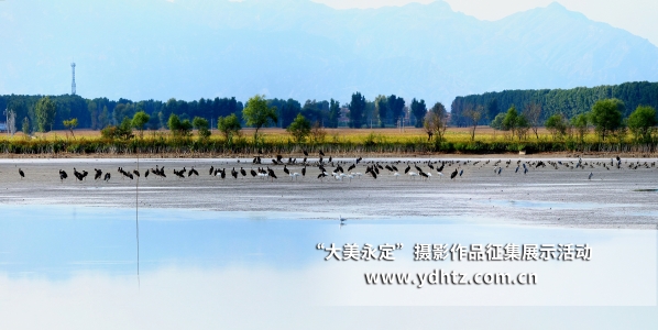 【大美永定】生态建复再现鸟类乐园