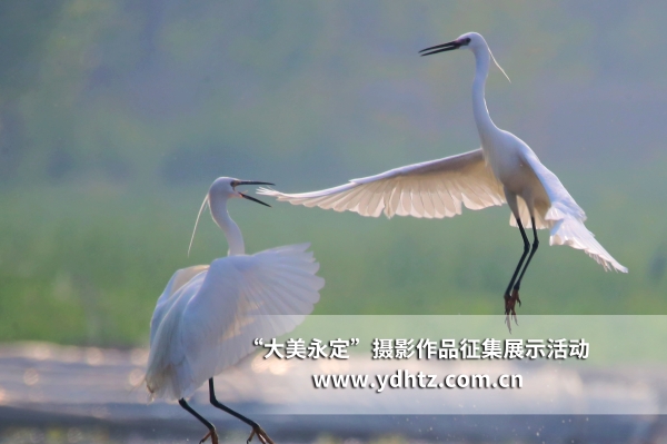 【大美永定】生态建复再现鸟类乐园