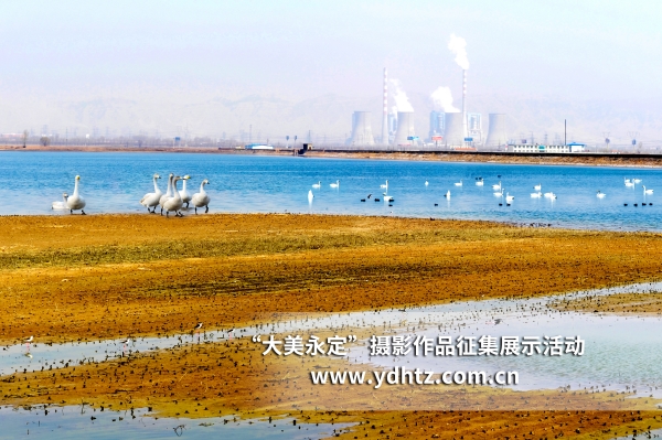 【大美永定】生态建复再现鸟类乐园