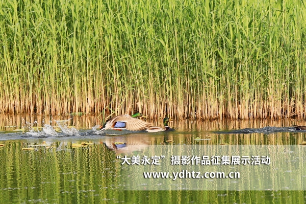 【大美永定】生态建复再现鸟类乐园