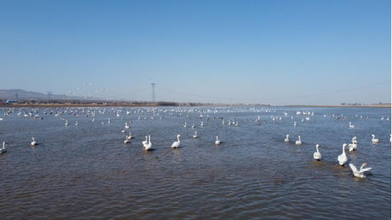 上千只白日鹅作客韦德官方网站上游东榆林水库