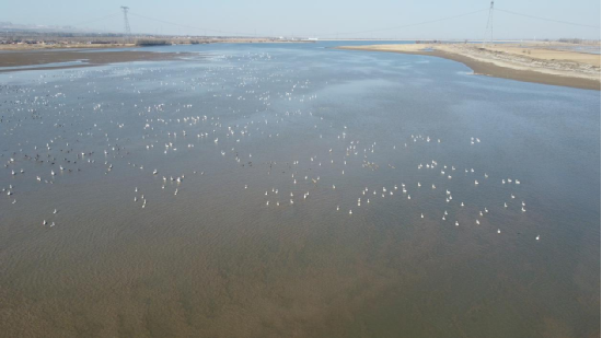 上千只白日鹅作客韦德官方网站上游东榆林水库