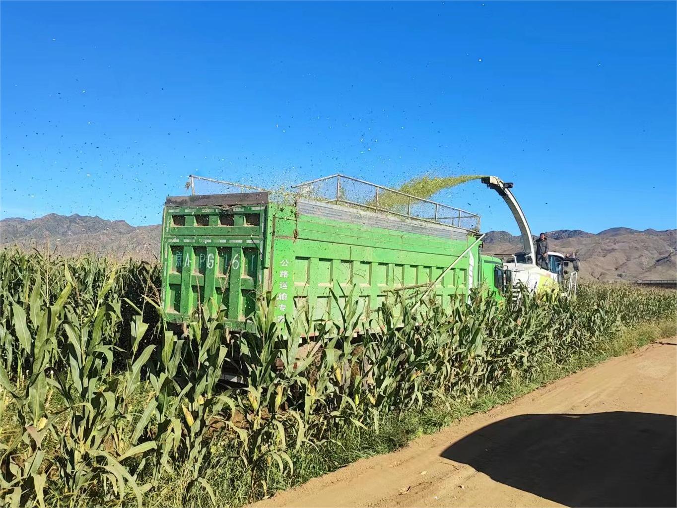 怀安县高效节水示范种植基地5000亩青贮玉米开镰收割
