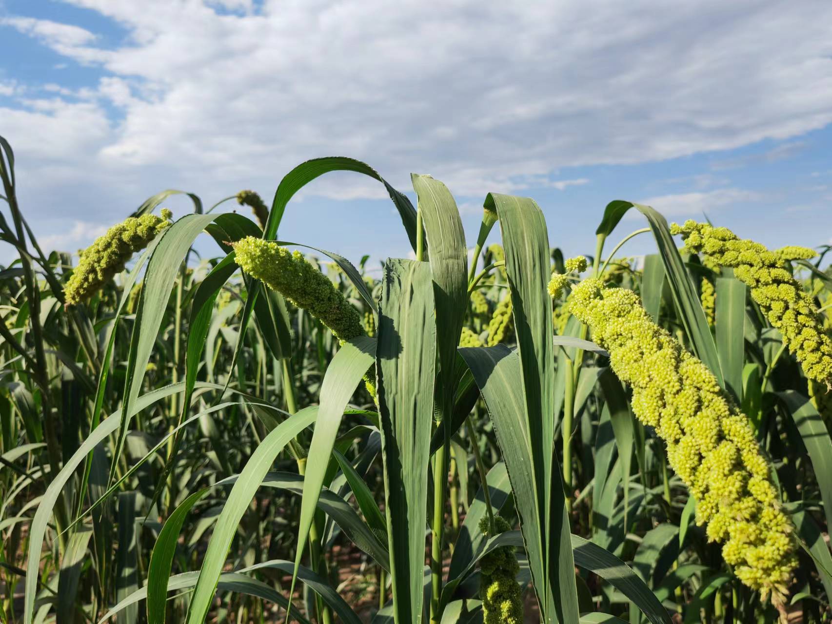 包头农业公司 | “永定三生”系列高寒杂粮入驻“京企直卖”线上平台