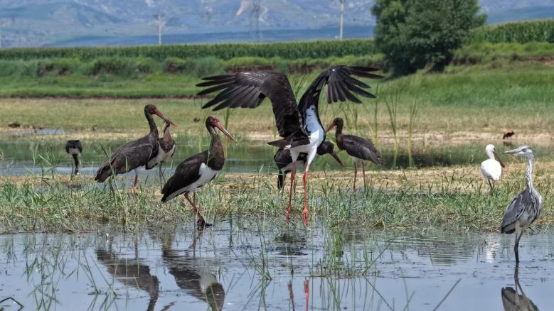 �ػ���ˮ��ɽ����ɽ����Ϫ����ʪ�ع�԰�ġ��ɡ������