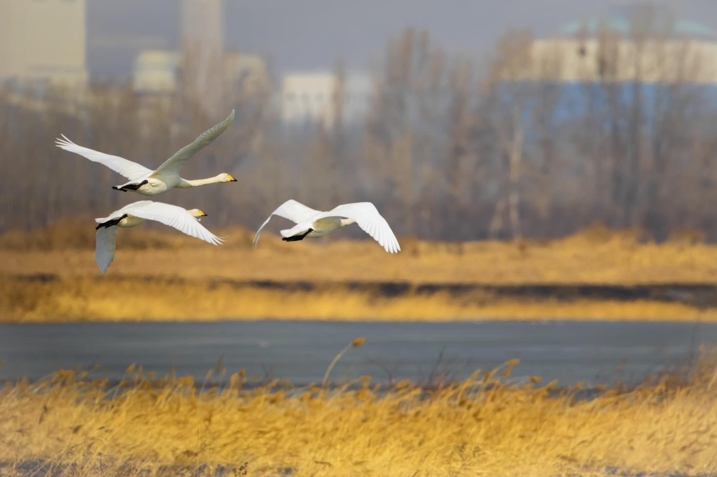 ���ն��仧ɣ�ɺ�