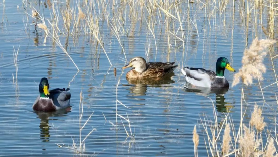 ȫ��ͨˮ123�� Τ�¹ٷ���վ��ѩһ�߾�������