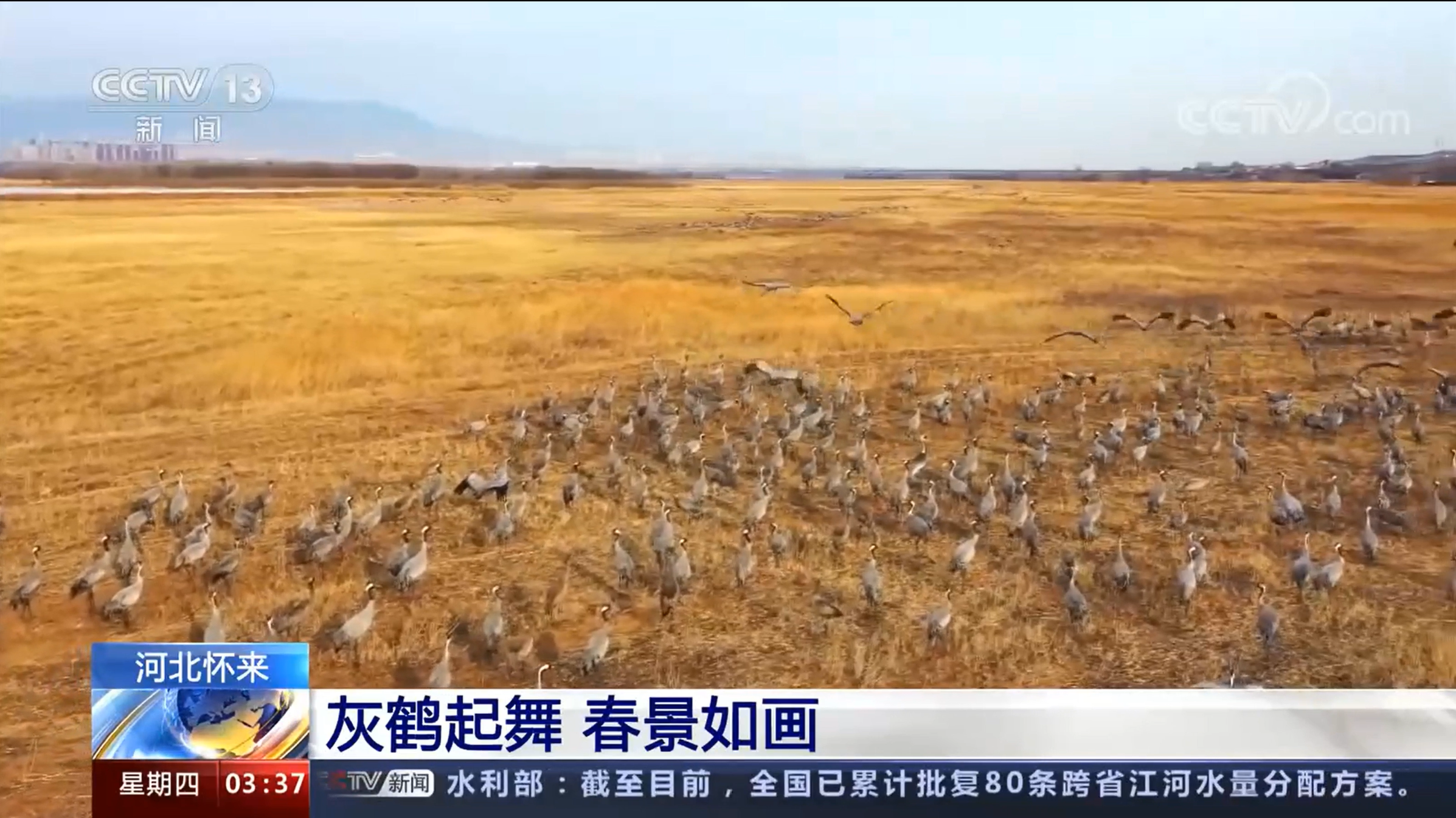 央视新闻 | 河北怀来：灰鹤起舞 春景如画