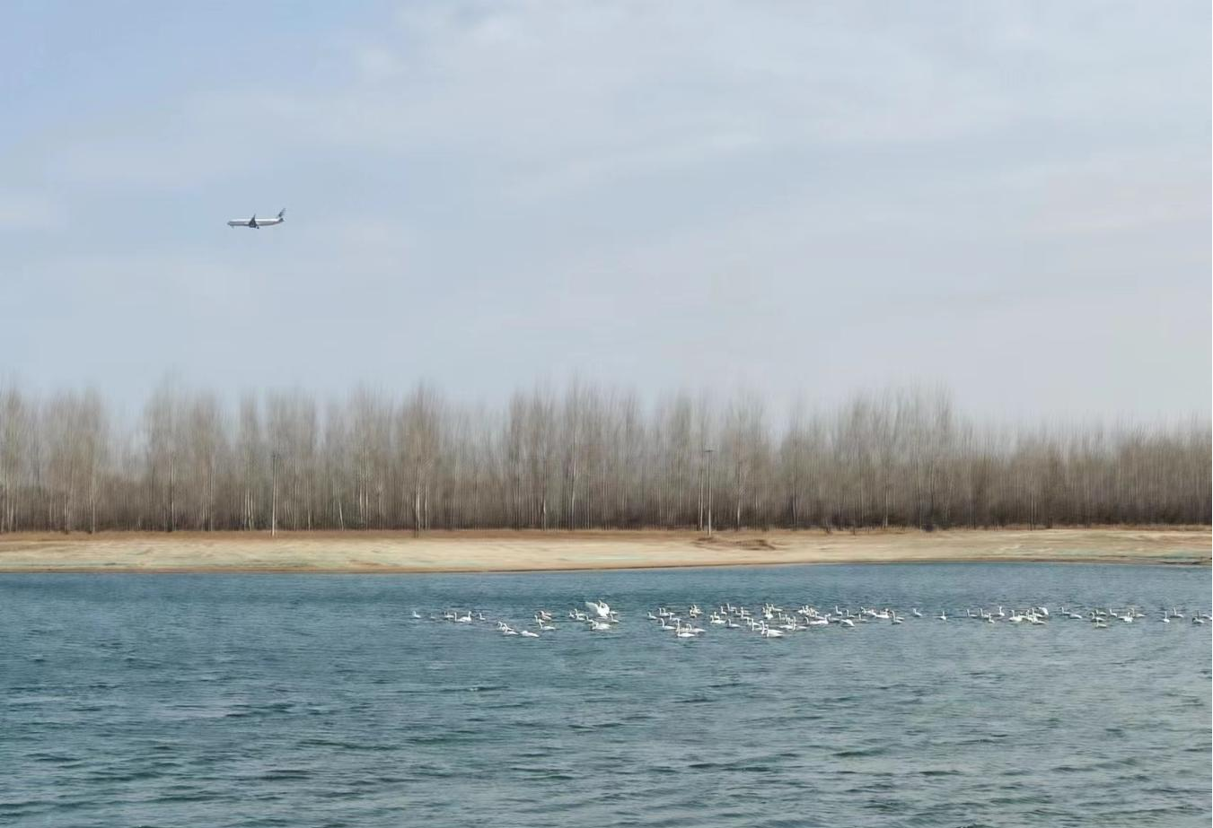 韦德官方网站临汾段迎来白日鹅