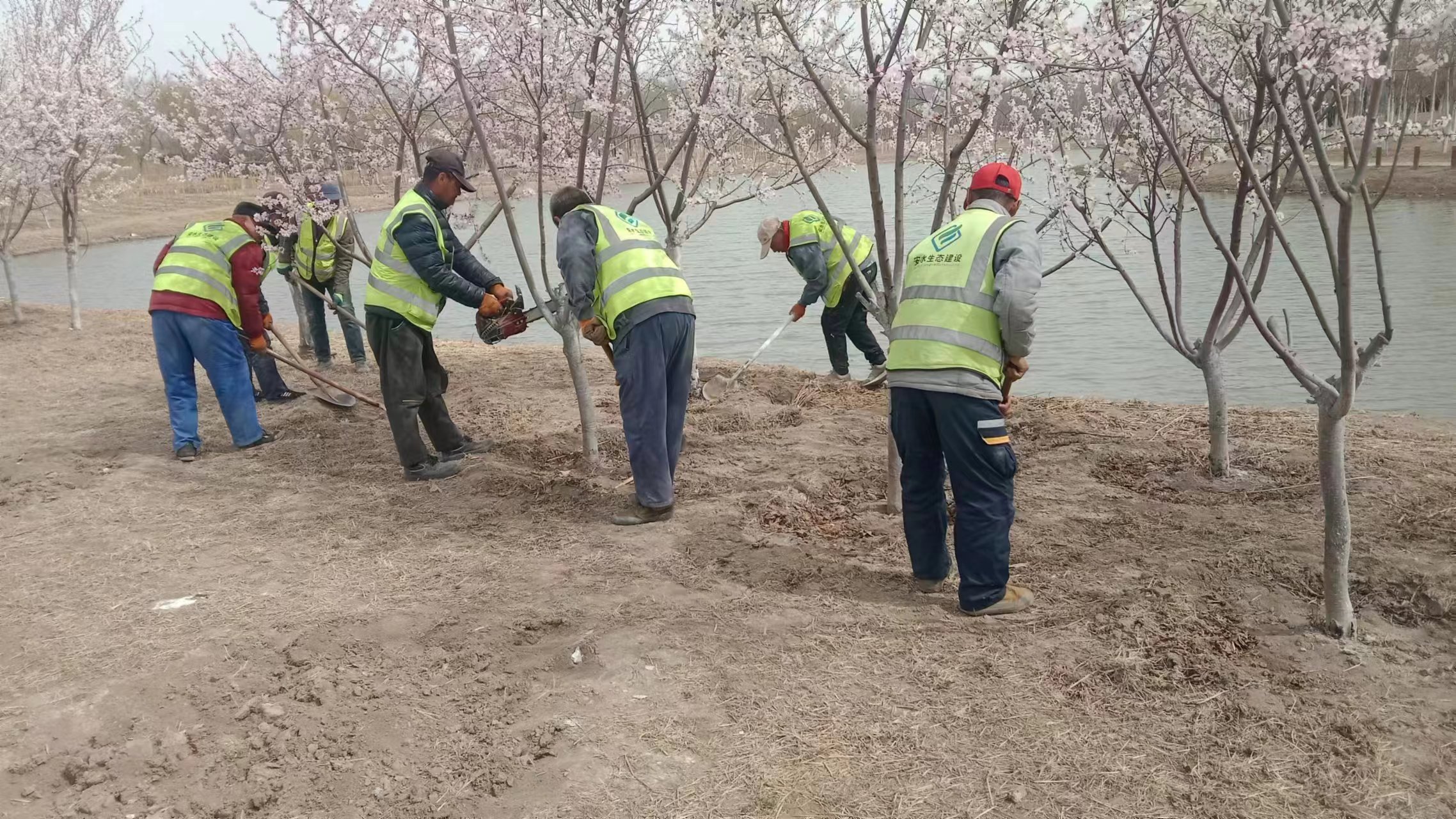永定春来早  园林养护忙